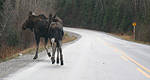 Newfoundland and Labrador aiming to reduce moose-vehicle collisions