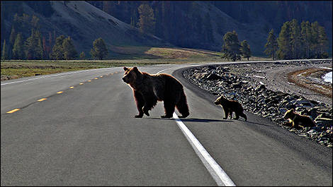 Bears crossing the road