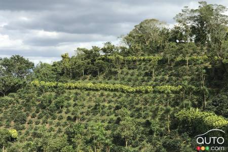 A Costa Rican hillside