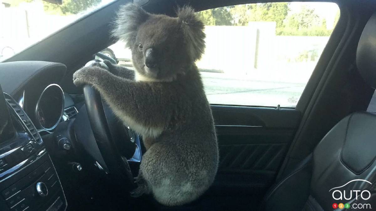 Koala Gets Behind the Wheel of an SUV in Australia