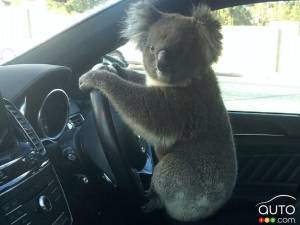 Un koala s’installe au volant d’un VUS en Australie