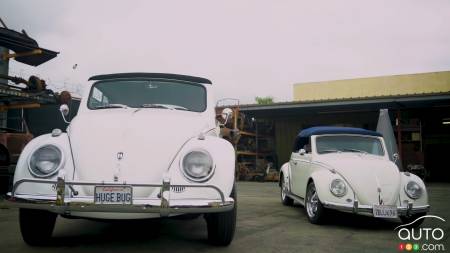 The giant Beetle, and the normal Beetle
