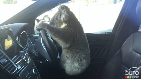 Le koala au volant du VUS de Nadia Tugwell