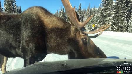 Moose and salty car