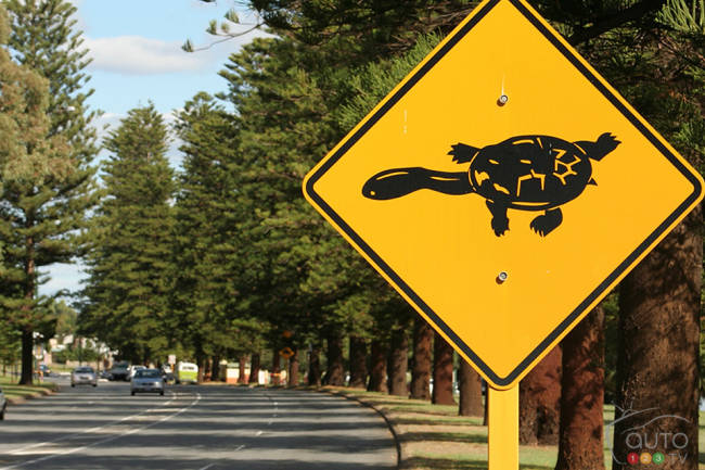 Traverse de tortue