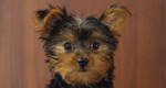 Stay alert when travelling with pets
