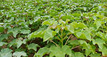 Daimler : Jatropha plant opens up new prospects