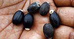 GM Partners with U.S. Department of Energy to Develop Jatropha-to-Biodiesel Project in India