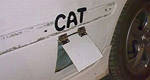 Cat lovers' newest fad?!