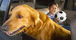 Keep your hands on the wheel and off Fido