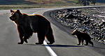 Wildlife vs Your Car
