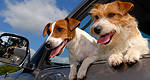 Pets can be source of driving distractions, too