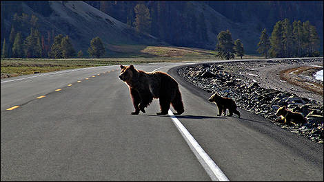 Ours traversant la route