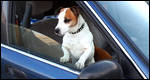 Conduire avec Fido ou Ti-Mine: Guide pratique