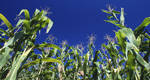 Edmonton to be site of world's first municipal waste-to-ethanol facility
