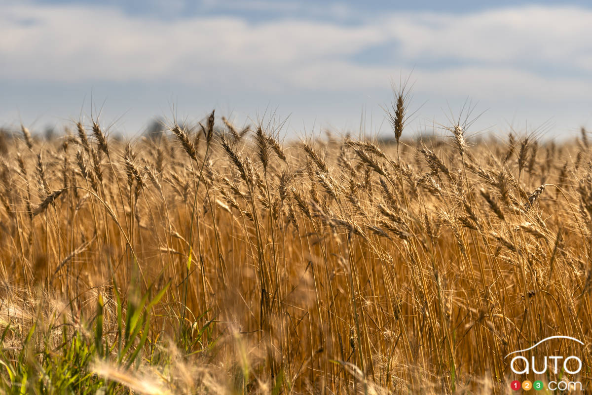 Les Prairies