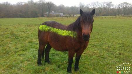 Reflective Paint to Save Ponies from Collisions with Cars