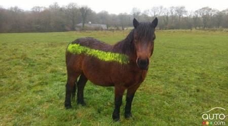 Reflective Paint to Save Ponies from Collisions with Cars