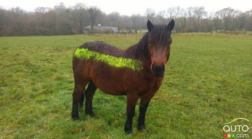 Un village anglais peinture ses poneys pour éviter les collisions!