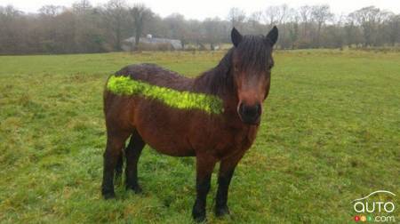 Un village anglais peinture ses poneys pour éviter les collisions!