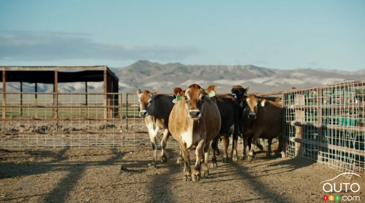 Toyota uses cows to promote Mirai fuel-cell sedan (video)