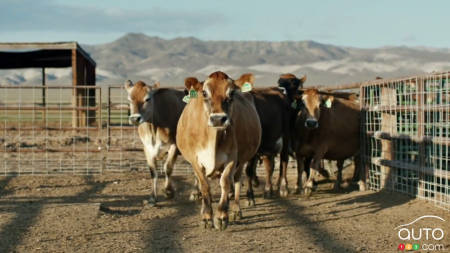Toyota : des vaches pour mousser sa Mirai