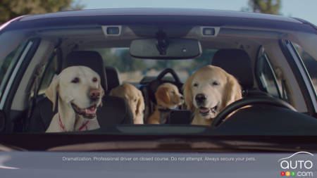 Subaru ramène ses chiens dans de nouvelles pubs