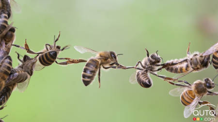 Son Mitsubishi Outlander pourchassé par 20 000 abeilles pendant 2 jours!