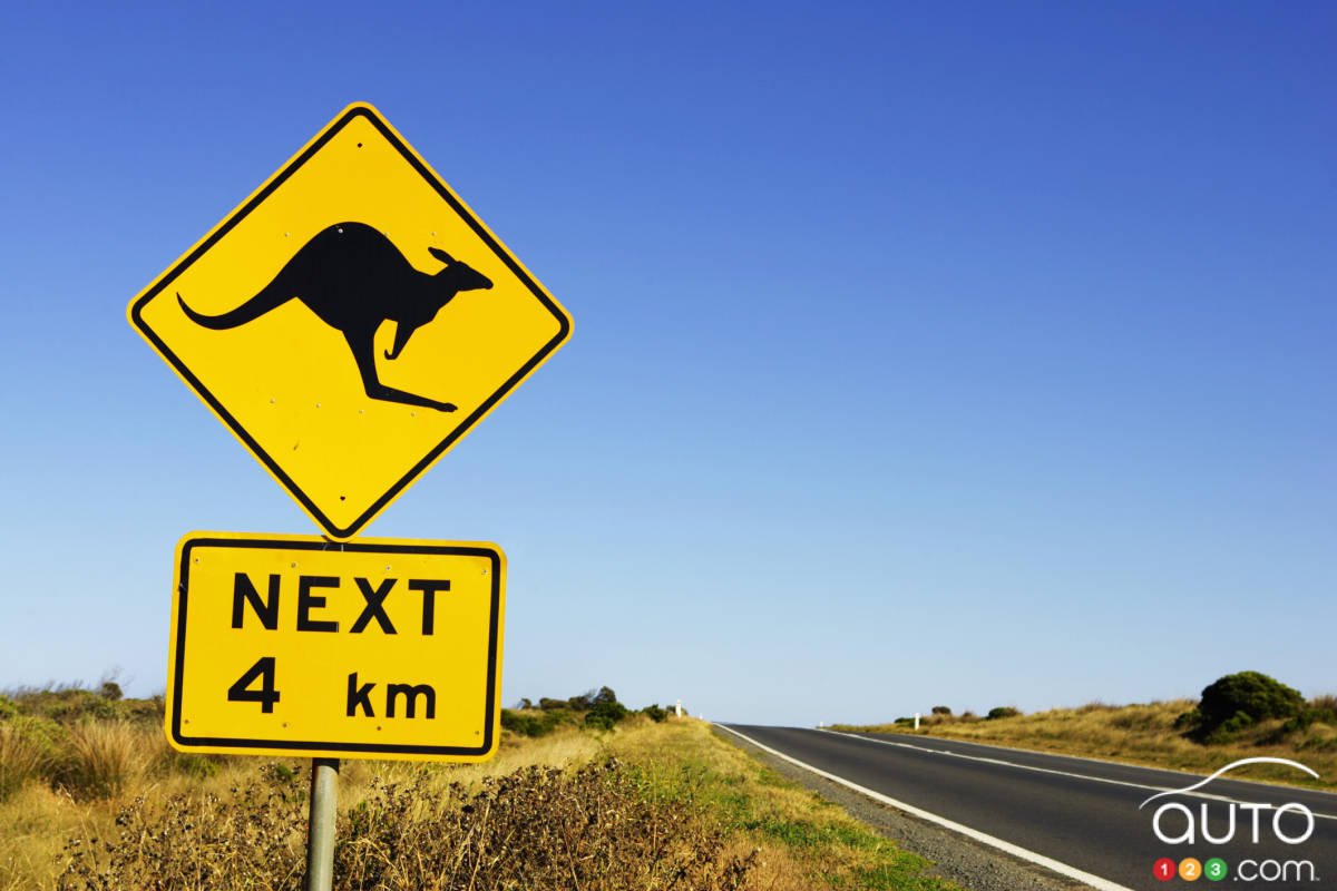 Watch this motorcyclist barely avoid a kangaroo