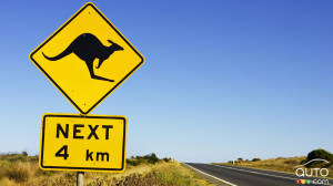 Watch this motorcyclist barely avoid a kangaroo