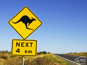 Un motocycliste évite un kangourou au dernier moment