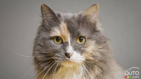 Cats in the Spotlight in this New Honda Ad!