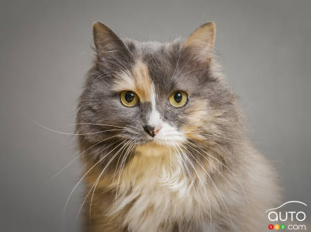 Les chats en vedette dans cette publicité Honda!