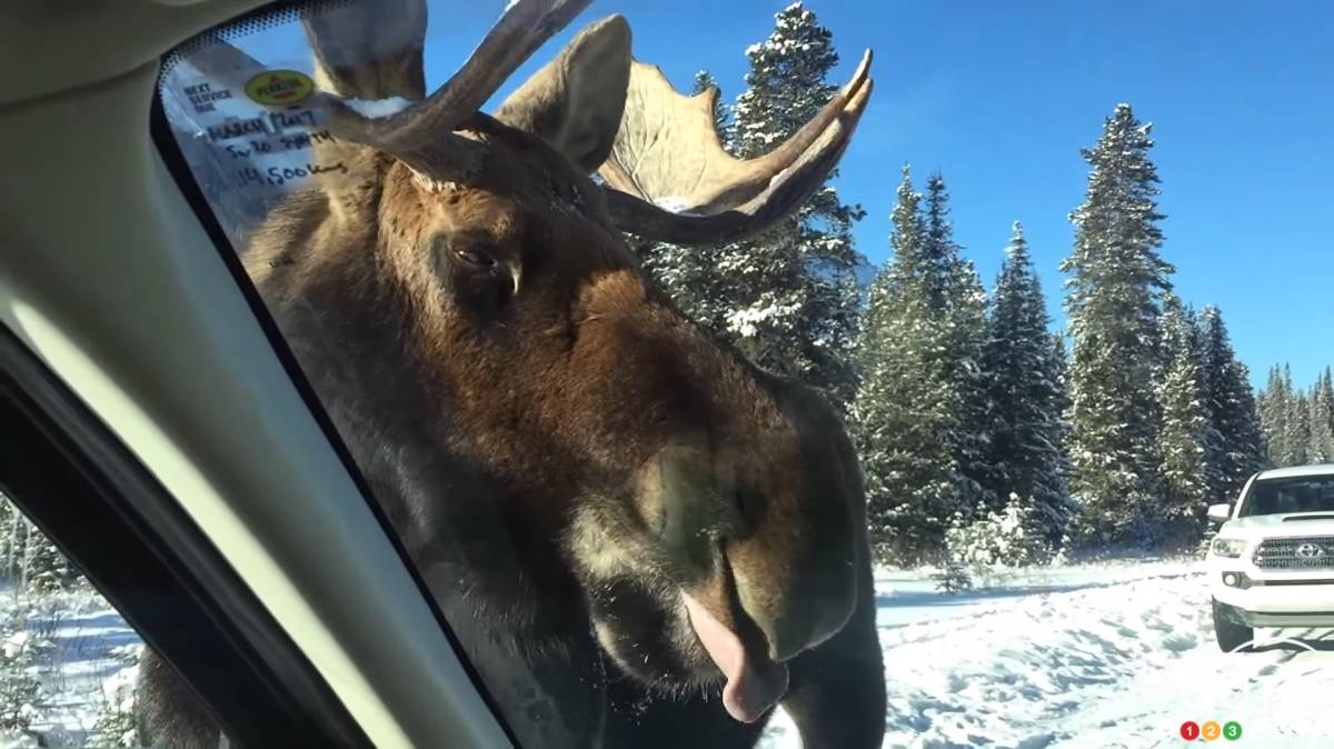 Don’t let moose lick your car this winter | Car News | Auto123