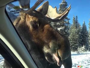 Don’t Let Moose Lick Your Car This Winter. No, Really