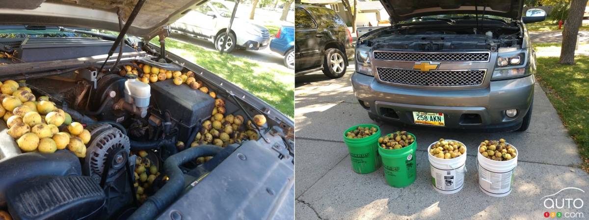 Un écureuil remplit une Chevrolet Avalanche de centaines de noix