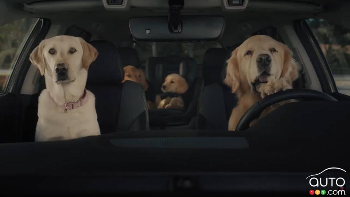 What Are the Most Dog-Friendly Vehicles? There’s a List for That!