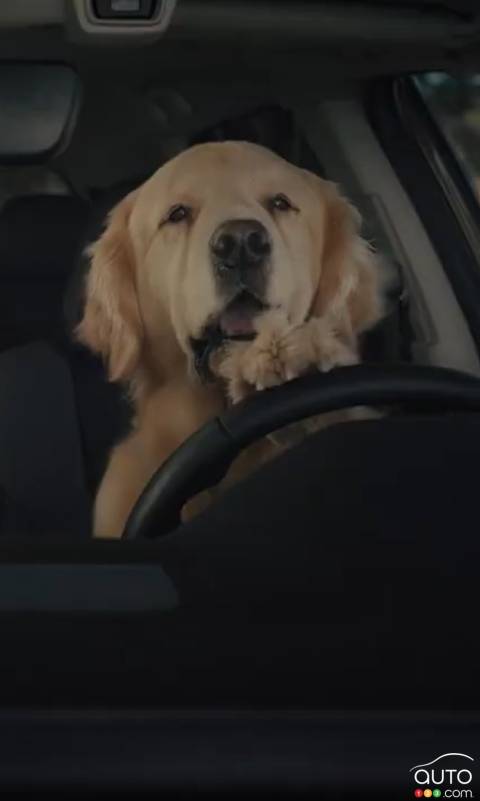 What Are the Most Dog-Friendly Vehicles? There’s a List for That!