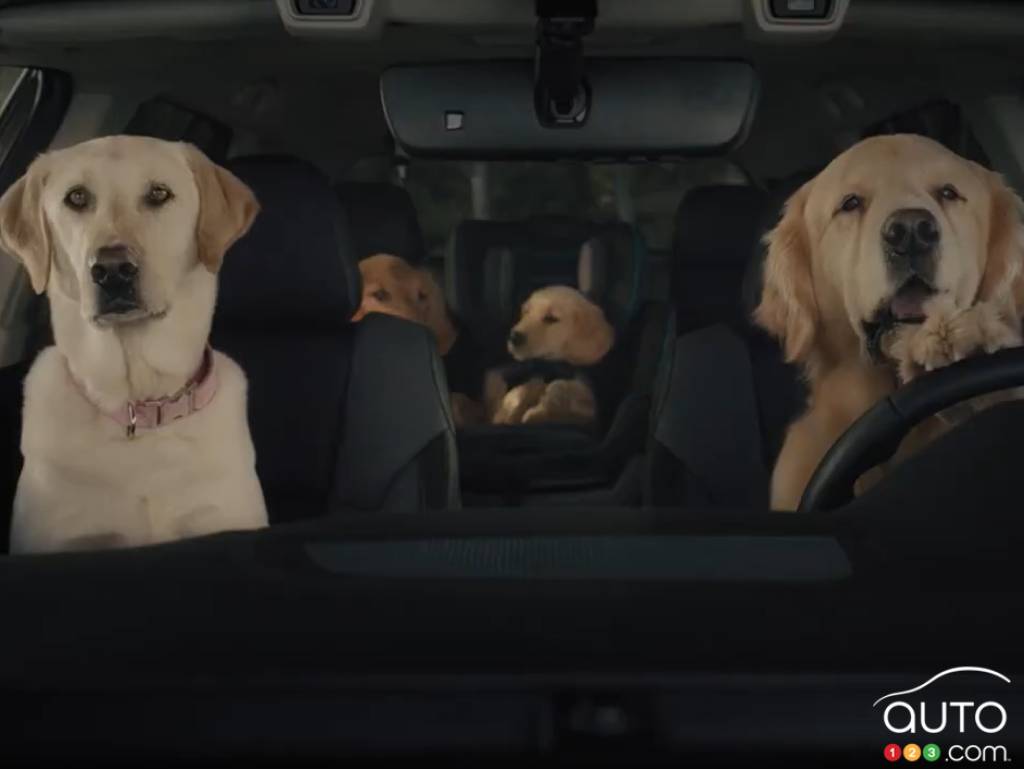 Happy dogs in a Subaru Outback