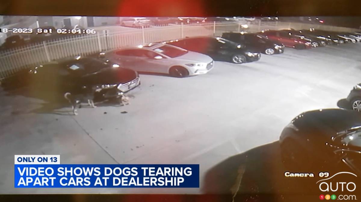 Dogs Attack, Damage Vehicles at a Car Dealership