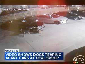 Des chiens détruisent des véhicules chez un concessionnaire