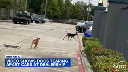 Dogs trashing vehicles at dealership
