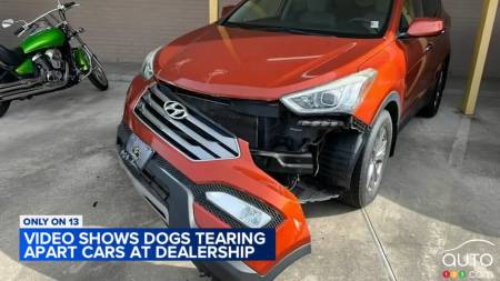 Vehicle heavily damaged by dogs at the dealership in Texas