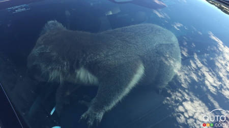 The koala in Nadia Tugwell's SUV