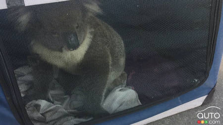 The koala in the trunk of Nadia Tugwell's SUV