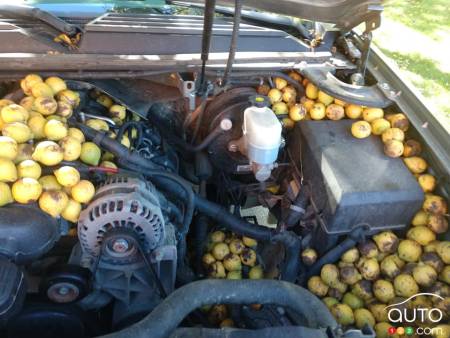 Still more walnuts