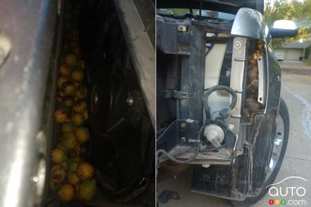 Another trove of walnuts