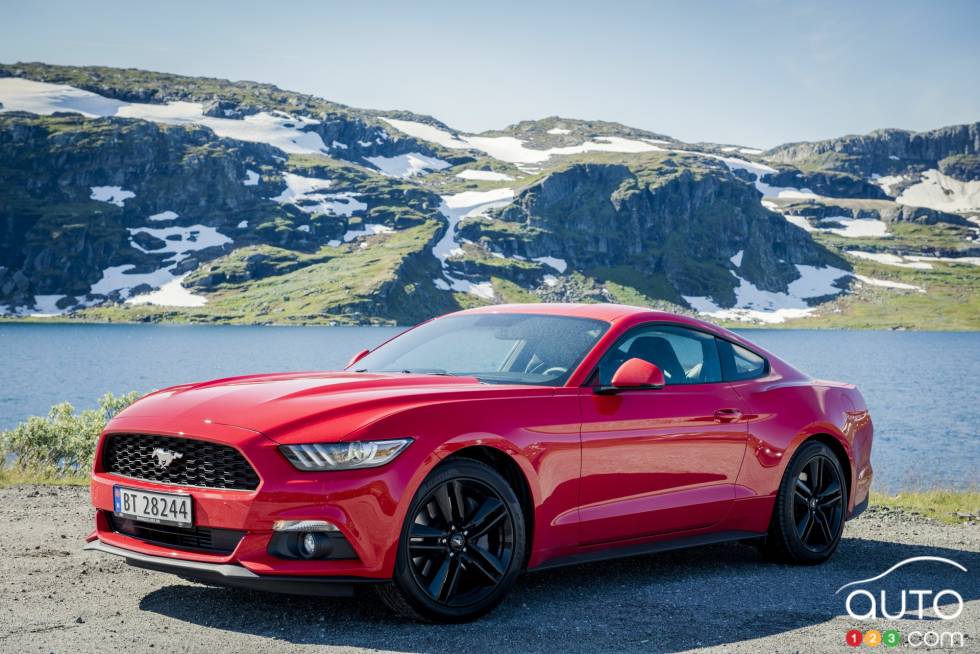 Mustangs autour du monde- Norway (vue de profil)